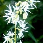 Echinocystis lobata Flower