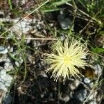 Centaurea dichroantha Floare