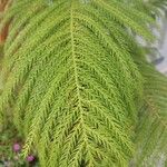 Araucaria columnarisFeuille