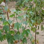 Gossypium barbadense Hábito