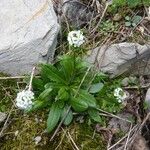 Arabis ciliata आदत