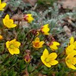 Saxifraga hirculus Žiedas