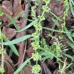 Rumex palustris Цвят