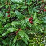 Shepherdia canadensis Leaf