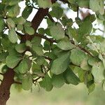 Terminalia prunioides Leaf