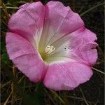 Calystegia purpurata Blüte