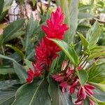 Alpinia purpurata Blüte