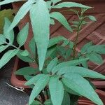 Solanum seaforthianum Leaf