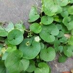 Dichondra carolinensis Blüte