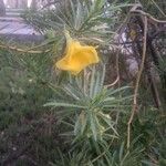 Cascabela thevetia Hoja