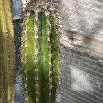Pilosocereus leucocephalus Leaf