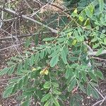 Amorpha fruticosa Leaf