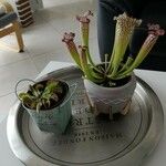 Sarracenia leucophylla Flor