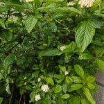 Cornus alba عادت داشتن