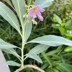 Solanum glaucophyllum List