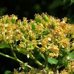 Sorbus aucuparia Цветок
