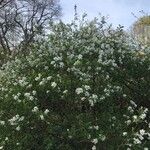 Exochorda racemosa 葉