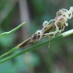 Carex sempervirens Bloem