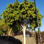 Ficus maclellandii Hoja