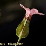 Vaccaria hispanica 花