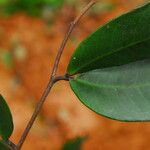 Julbernardia pellegriniana Hoja