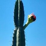 Cereus forbesii Kwiat