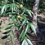 Carya aquatica Leaf