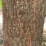 Quercus palustris Bark