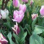 Tulipa gesneriana Flower