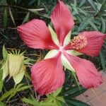 Hibiscus coccineus Květ
