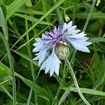 Centaurea cyanus Цветок