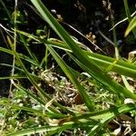 Carex foetida Flor