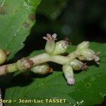Cuscuta monogyna Λουλούδι