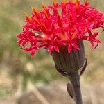 Kleinia abyssinica Цвят