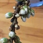 Prunus salicina Blomma