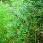 Cunninghamia lanceolata Foglia