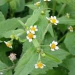 Galinsoga quadriradiata Flower