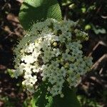 Viburnum lantana Цвят