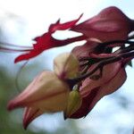 Clerodendrum thomsoniae Floare