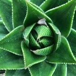 Aristaloe aristata cv. 'Cosmo' Агульны выгляд