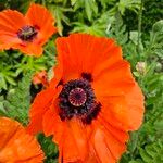 Papaver orientale Цветок