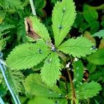 Potentilla nepalensis Hoja