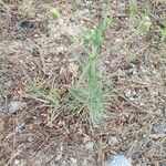 Plantago arenaria Blad