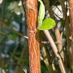 Deutzia gracilis Bark