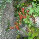 Cotoneaster horizontalisFruit