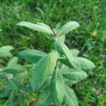 Pterocaulon alopecuroides Hoja