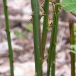 Senegalia polyphylla Lubje