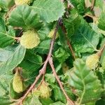 Nothofagus alpina Hoja