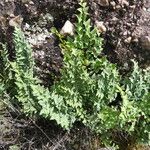 Hemionitis calomelanos Vivejo
