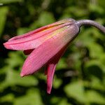 Lilium bolanderi Flower